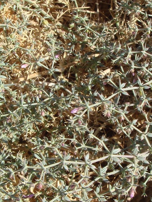 Egypt Flora (2012)