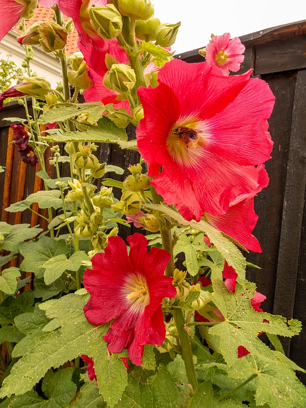 Switzerland Flora