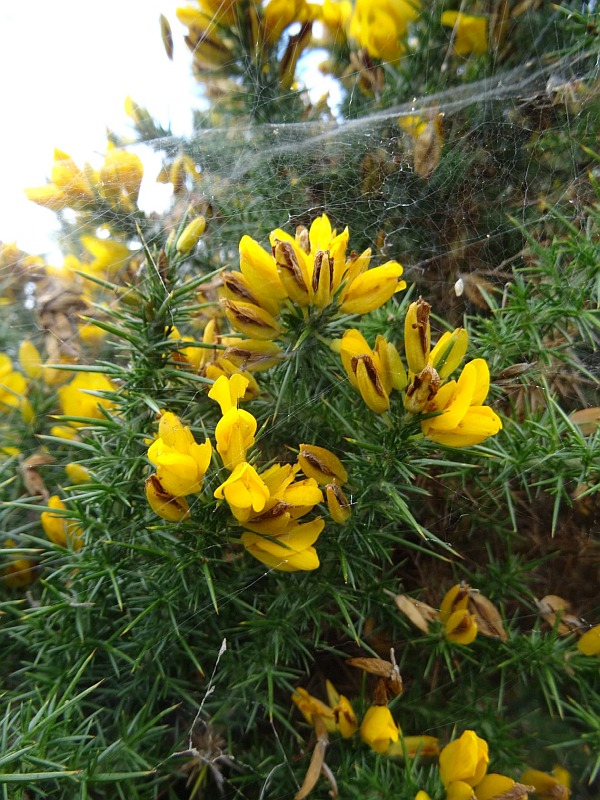 Ireland Flora