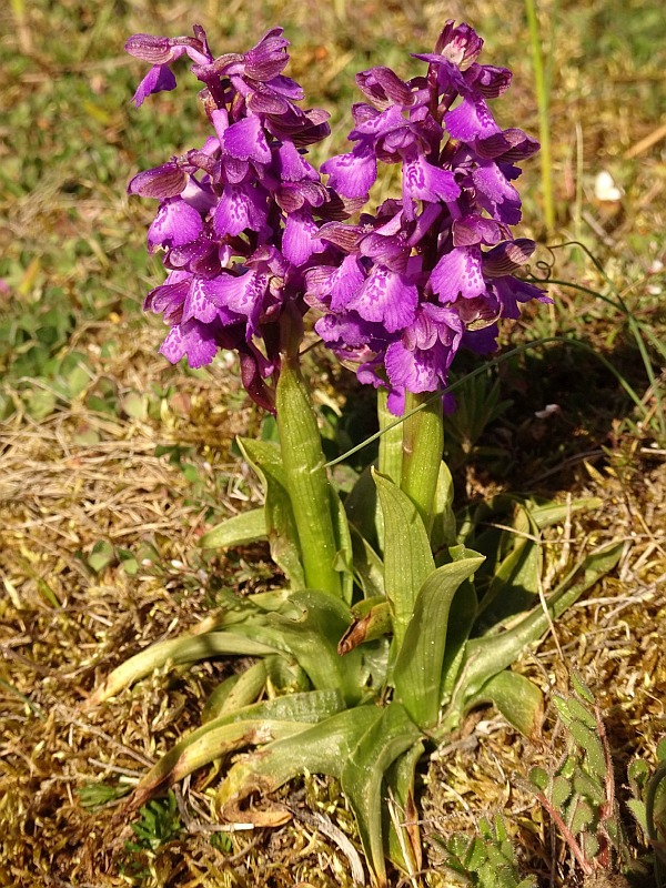 Öland Flora